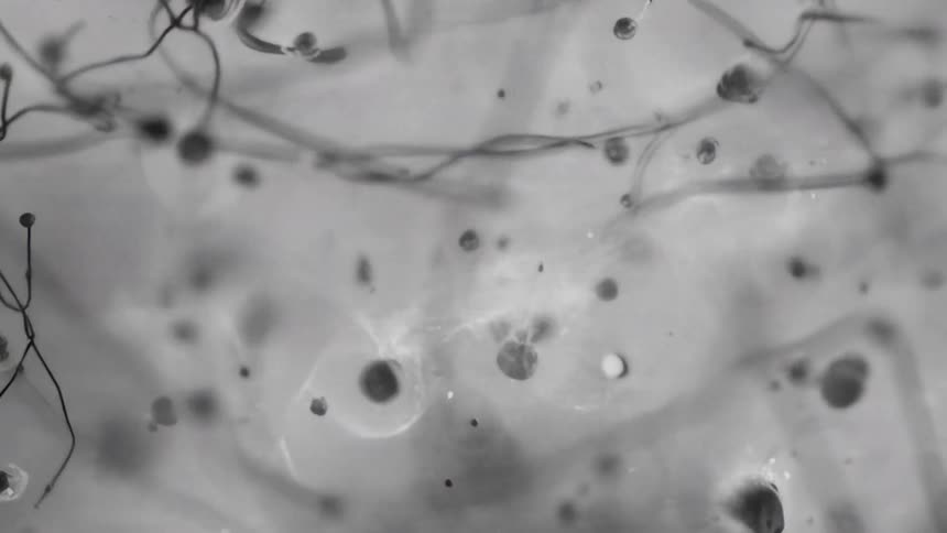 Dark tendrils disintegrate into globs before fading into the pale gray background