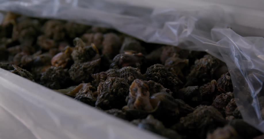 A bunch of truffles are in the plastic