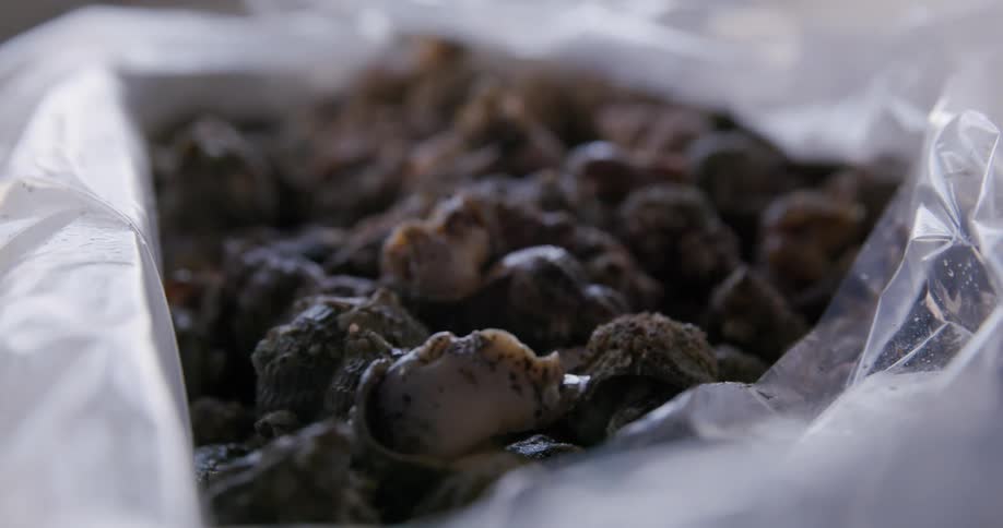A container full of snails is on display