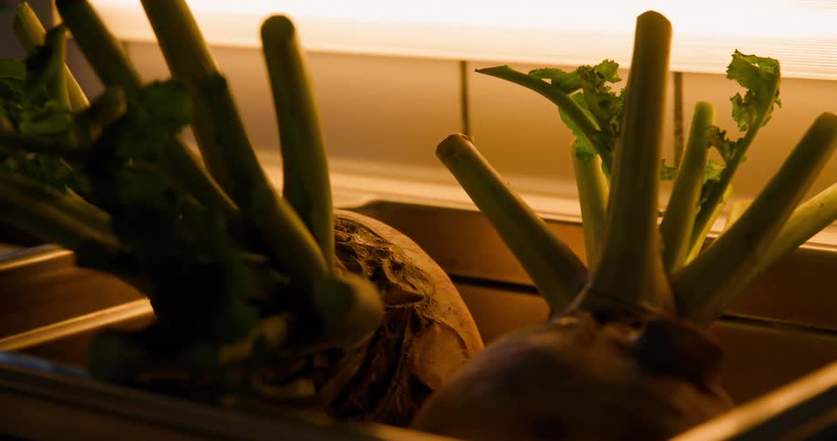 Large vegetables in a kitchen sink