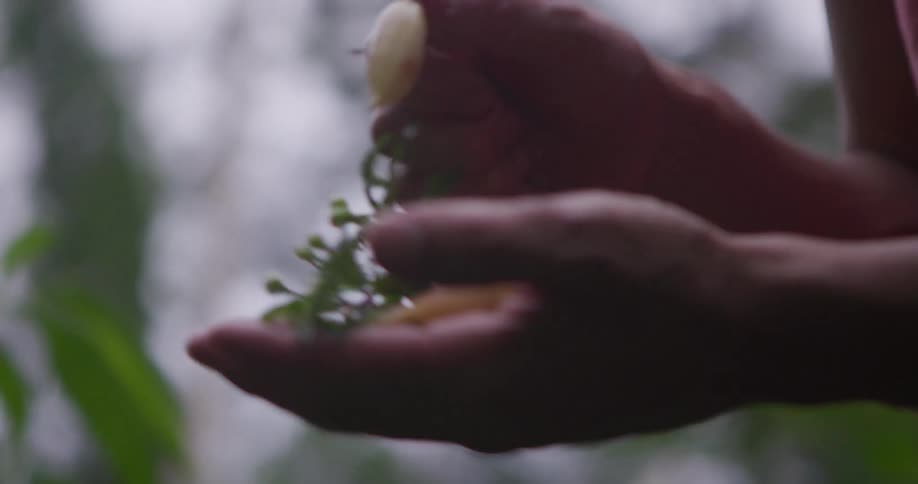 A person harvests and examines ripe and unripe chili peppers in a natural outdoor setting