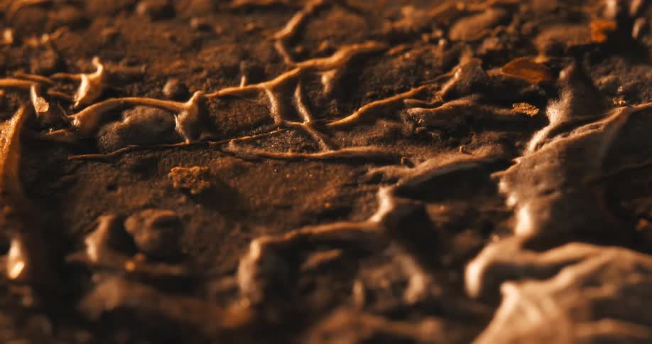 Closeup of the surface of a brownie while it is highlighted by warm light