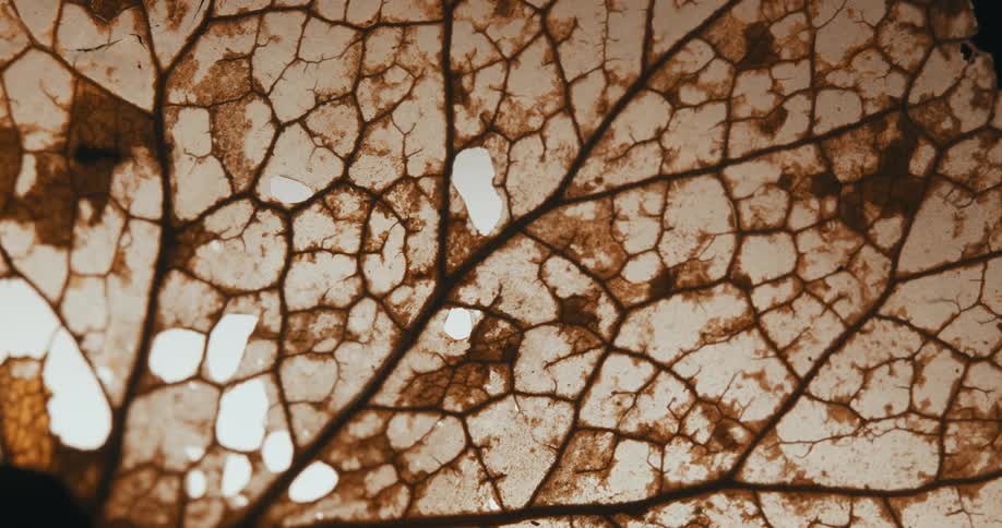 A highly detailed closeup shot of a decaying leaf reveals its intricate vein structure and delicate organic patterns