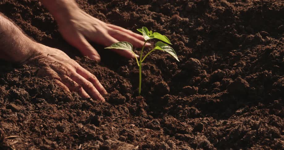 A man is planting a single plant in the soil