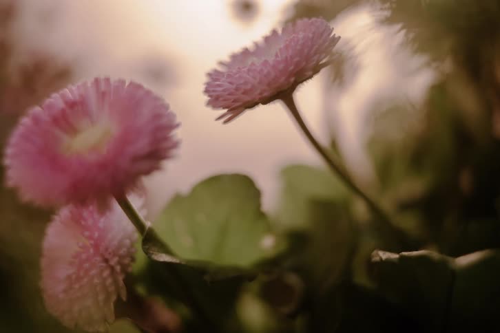The flowers sprout up over time