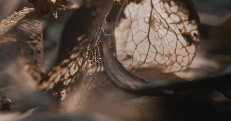 An extreme closeup shot captures the delicate decaying texture of dried plant matter with soft lighting highlighting the organic lacelike structures