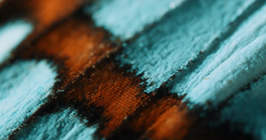An extreme closeup of a butterfly wing reveals intricate textures and vivid patterns of blue and orange scales