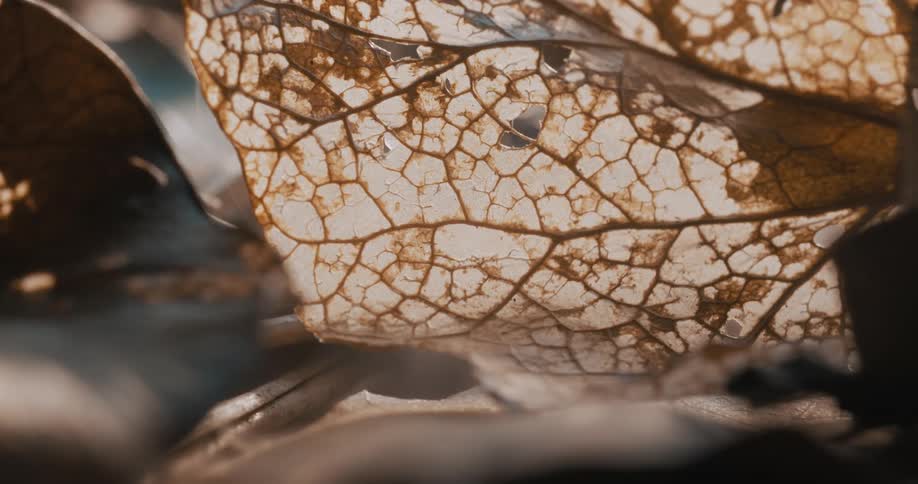 The leaf laying on the wood is see through