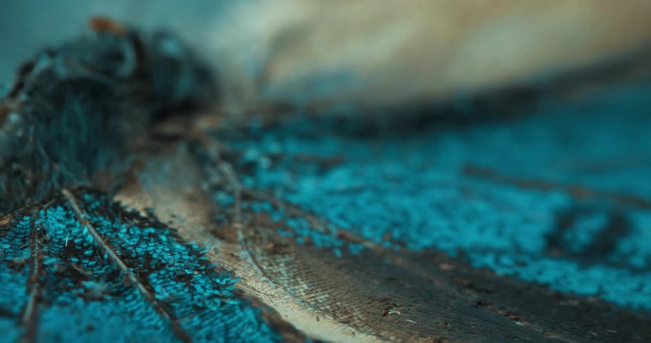An extreme closeup captures textured natural fibers lying on a surface covered with small blue granules creating an abstract and organic visual