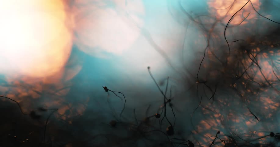 Abstract fire burning roots