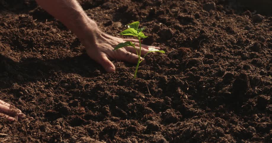 A man pats down the dirt around a new plant