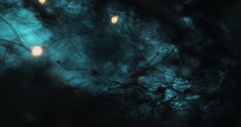 Silhouette of thin plant roots burning