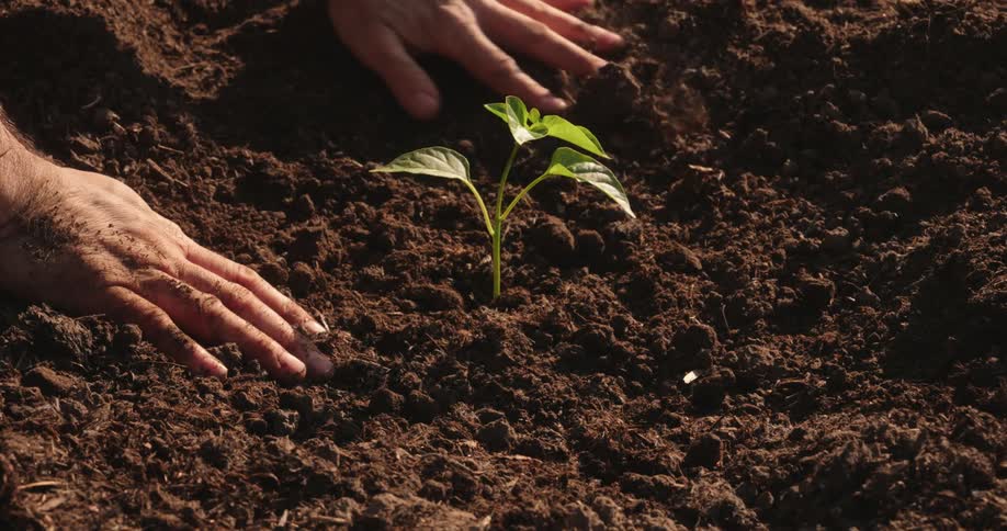 A man is digging in the dirt to plant a sprout