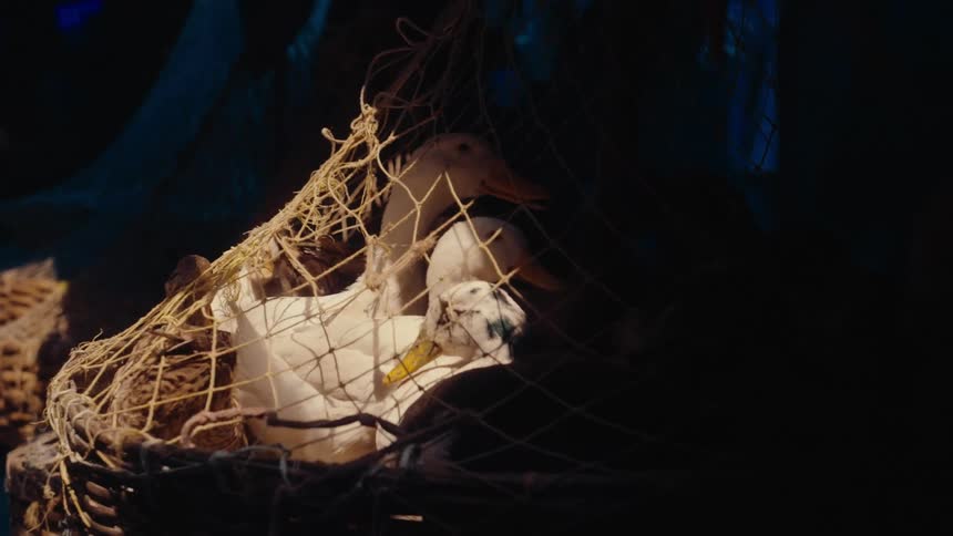 Ducks trapped inside a net