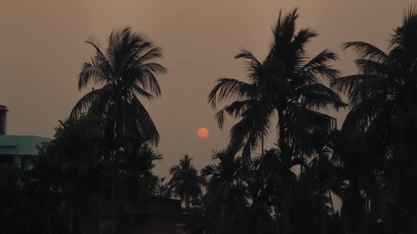 A yellow moon in the sky at sunset with palm trees swaying in the wind