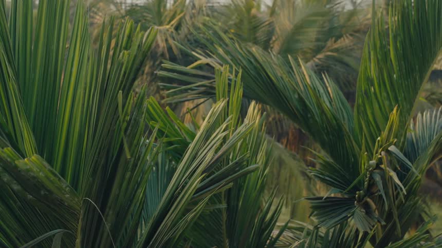 The wind is blowing the palm trees in the forest