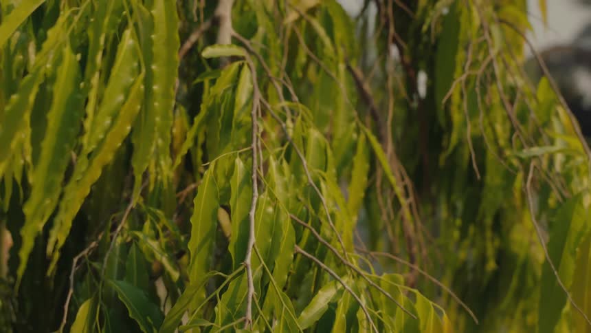Close up of green leaves on a tree