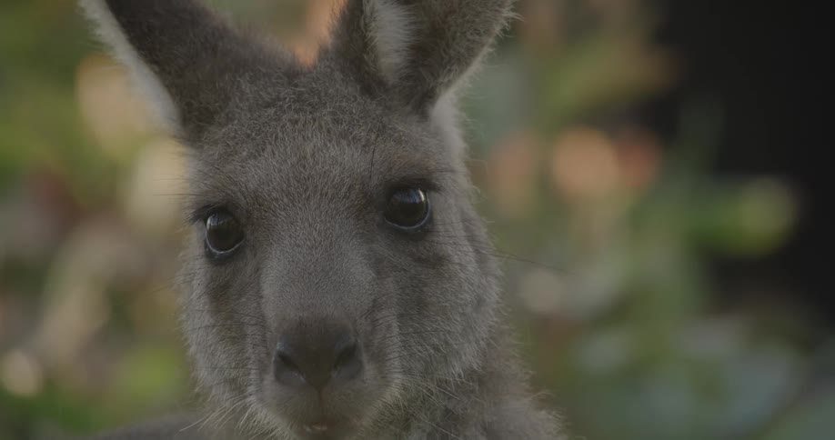 Closeup of a kangaroo with ears erect and looking towards the camera