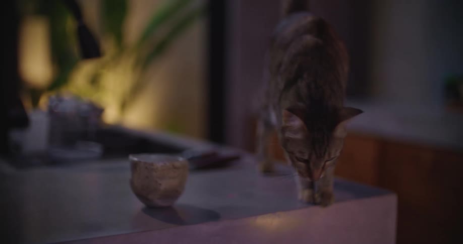 Cat sniffs a cup before jumping down from the counter in the kitchen