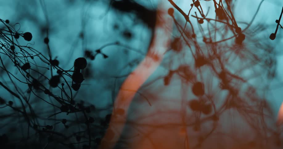 Flames burn along tendrils silhouetted against haze