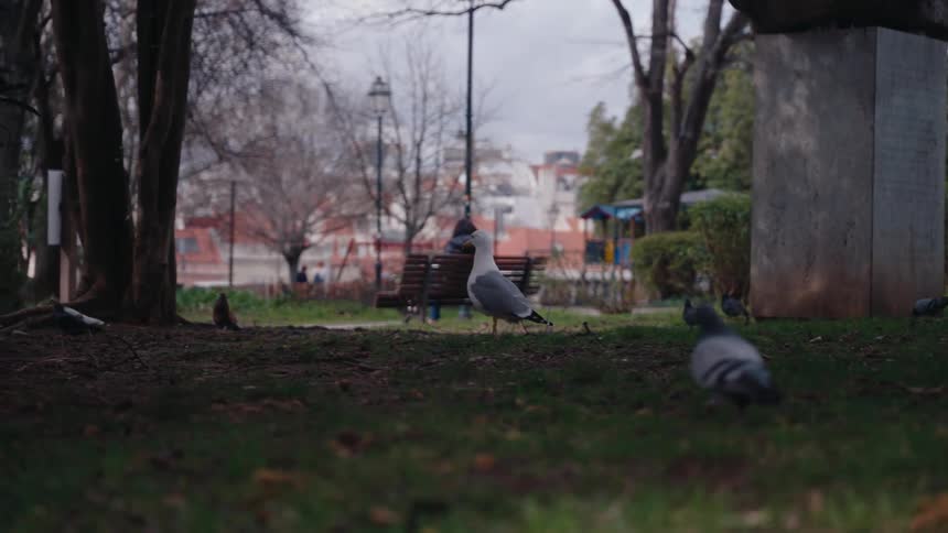 Various birds walk across the ground in the park on an autumn day