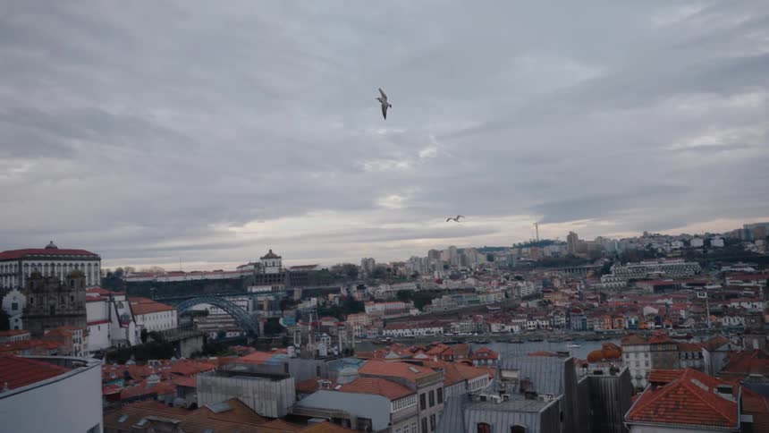Two seagulls flying over a city