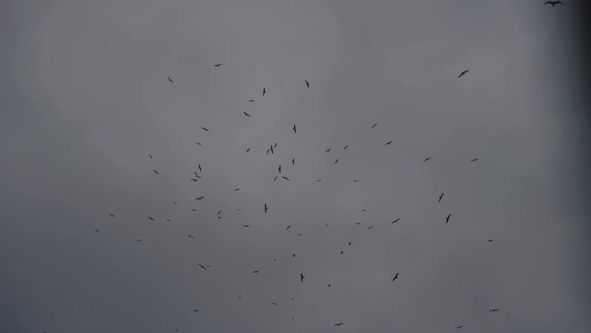 Flock of birds circling overhead is silhouetted against an overcast sky