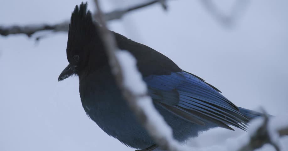 Bird on a branch in winter getting ready to fly