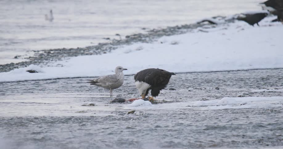 An eagle and another bird are eating off of a dead animal near a river