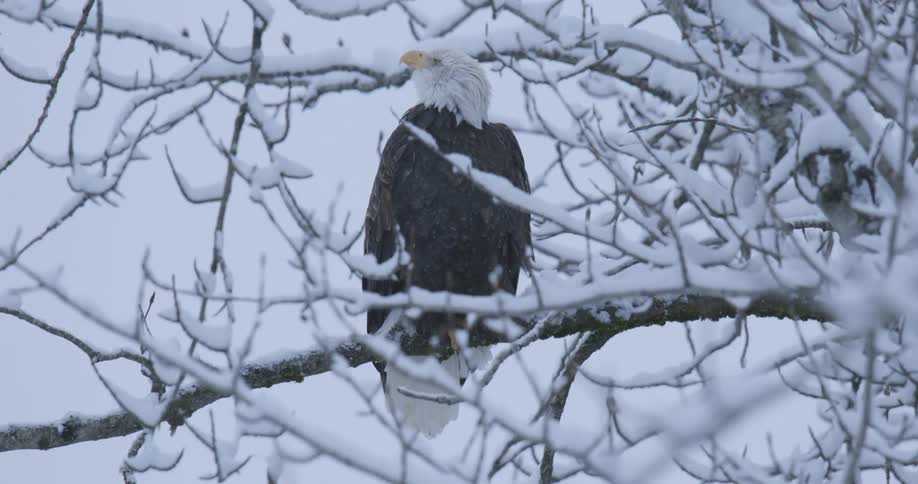 An eagle perches on a snowcovered branch on a winter day