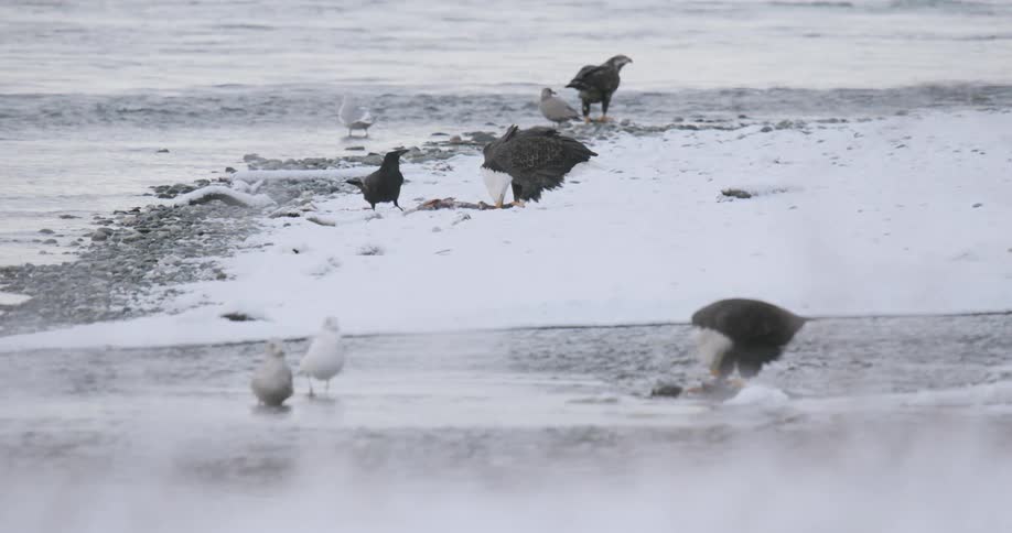 Several birds are feeding off a carcas as one flies away