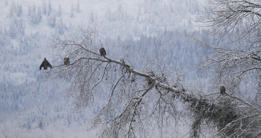 Snowcovered tree is home to several birds perched on its branches against a snowy forest in the background
