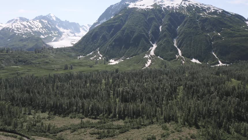 A vast evergreen forest stretches toward rugged snowcapped mountains and a distant glacier under a clear sky
