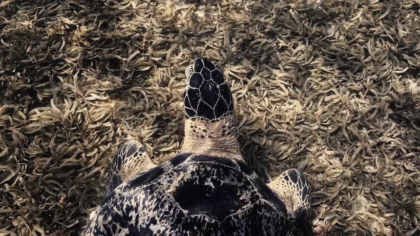 green turtle swimming in crystal clear water over sea grass