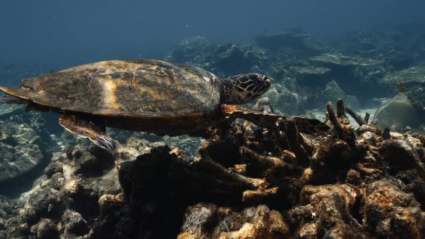 A hawksbill sea turtle rests on a sunlit coral reef lifting its head to observe its underwater surroundings and making slight movements with its flippers