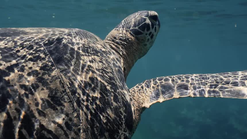 A green turtle swimming in the ocean during the day