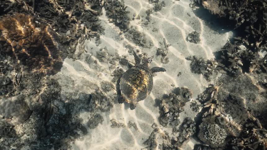 Hawksbill turtle swimming in shallow crystal clear water over sand and sea vegetation