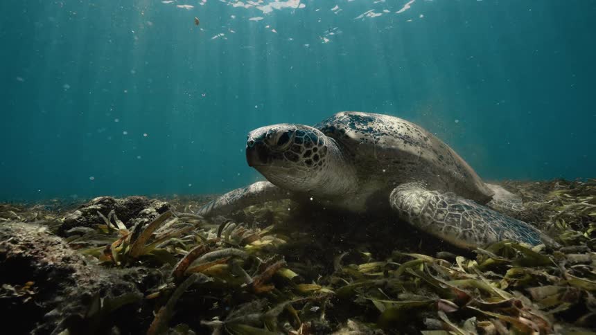 A green turtle eating underwater