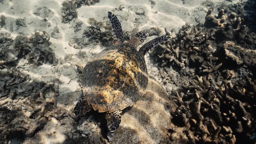 A hawksbill turtle swimming in shallow crystal clear water over sand and sea vegetation