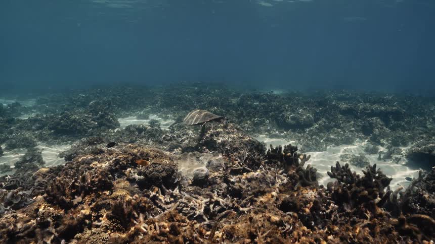 A hawksbill turtle gracefully swims over a sunlit coral reef populated by small fish eventually coming to rest on a section of the diverse ocean floor