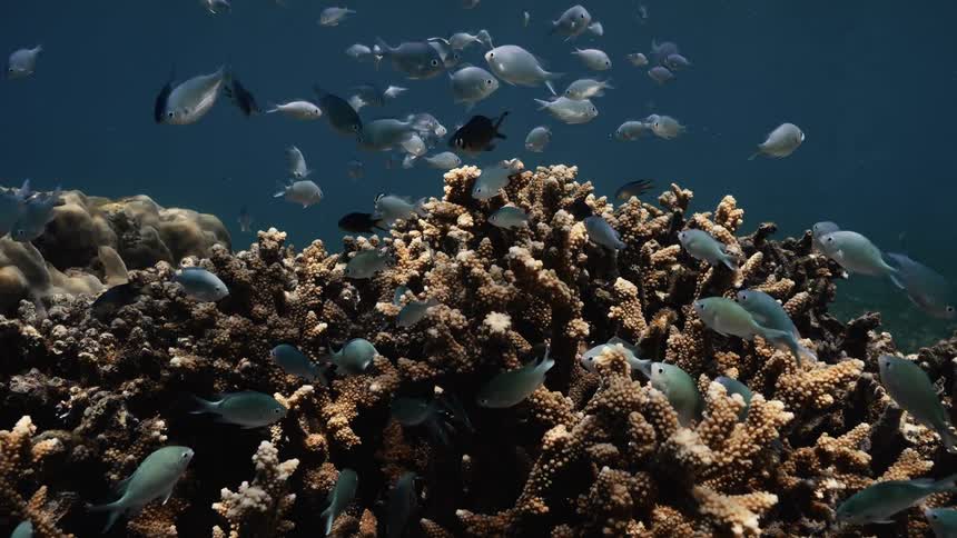 View from inside the ocean of fish swimming near corals