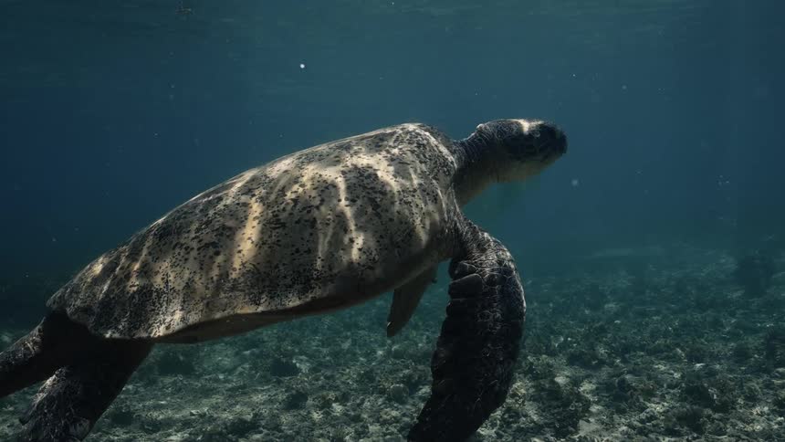 Large green turtle swimming in crystal clear waters in the ocean