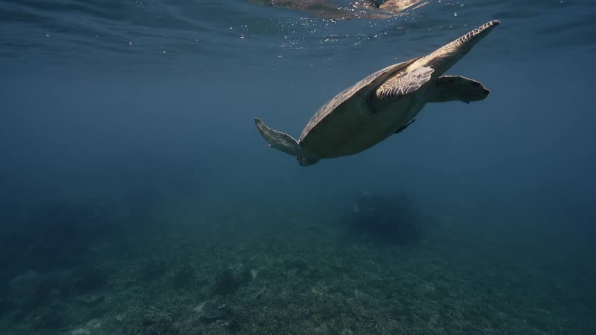 Hawksbill turtle swimming in the ocean