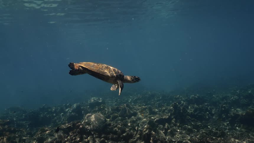 Hawksbill turtle swimming near corals in the ocean