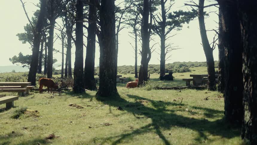 Cows in a field setting with trees