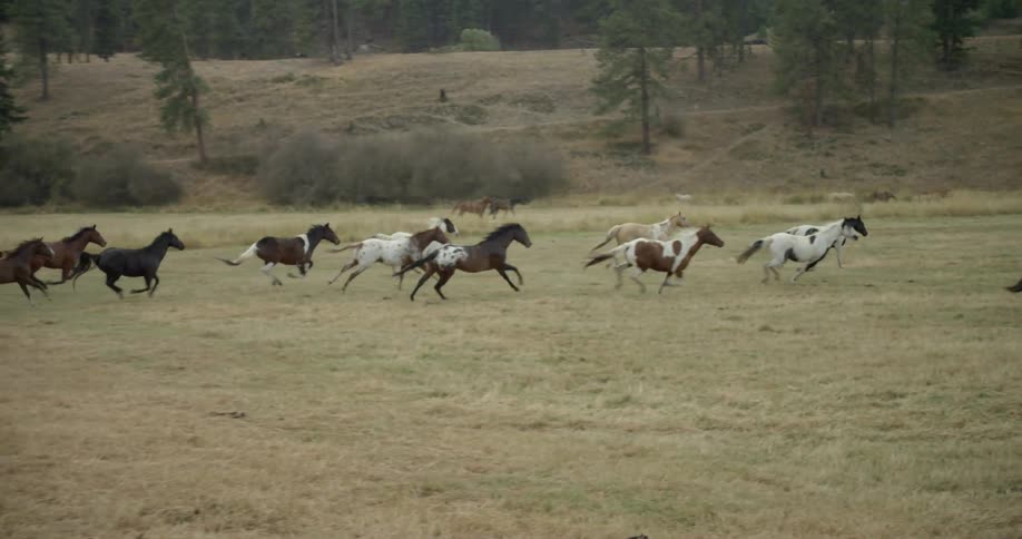 A herd of horses run across a field
