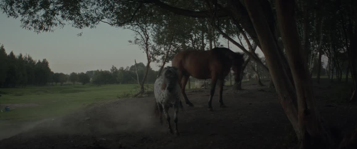 Horses of different sizes running across the field