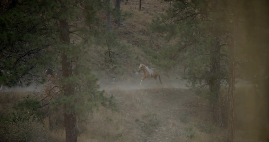 Wild horses running down a dirt road in a forest