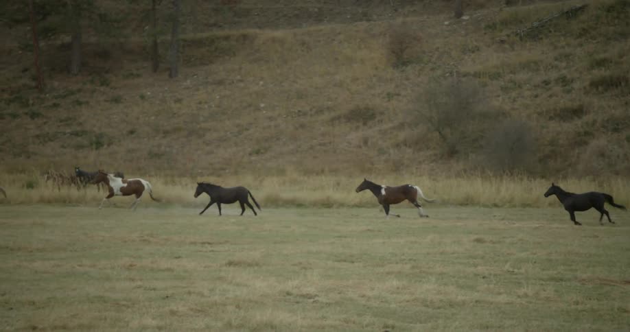 Wild horses run through a field