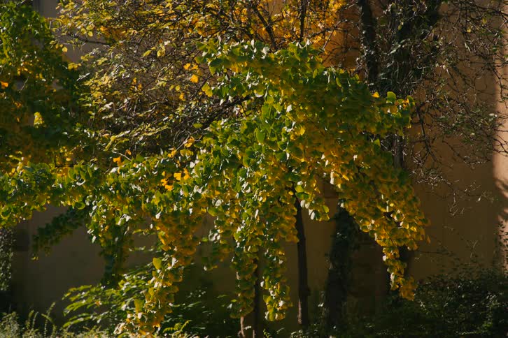 Trees with green and yellow leaves